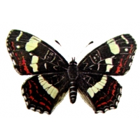 Map Butterfly levana Summer form POROSA 5 Pupae Map Butterfly levana Summer form POROSA 5 Pupae